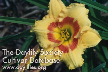 Cherry Candy, Daylily