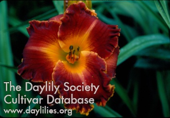 Copperhead Road, Daylily