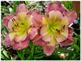 Cosmic Kaleidoscope, Daylily