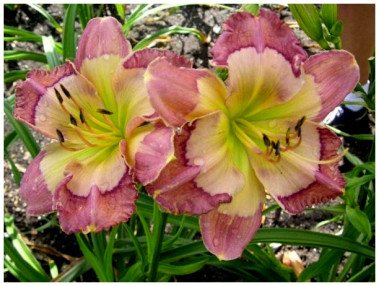 Cosmic Kaleidoscope, Daylily