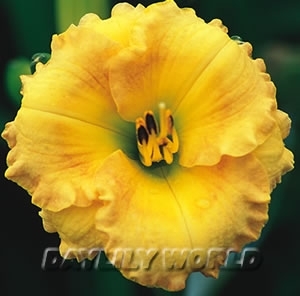 Coyote Moon, Daylily