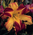 Craig Green, Daylily