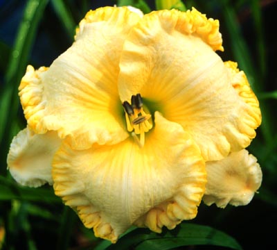 Deflector Dish, Daylily