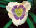 Delta Blues, Daylily