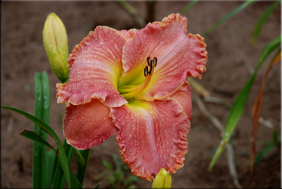 Denali, Daylily