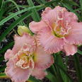 Denali, Daylily