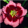 Desert Moon, Daylily