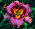 Didgeridoo, Daylily