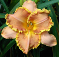 Dracula's Mistress, Daylily