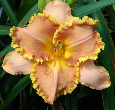 Dracula's Mistress, Daylily