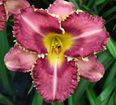 Dracula's Smile, Daylily