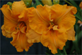 Electric Orange Emperor, Daylily