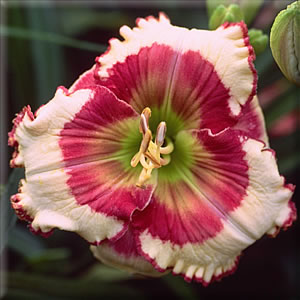 Elisa Dallas, Daylily