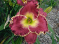 Enduring Freedom, Daylily