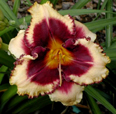 Eye on America, Daylily