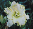 Cortina, Daylily