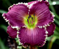 Face of the Stars, Daylily