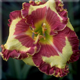 Fashion Police, Daylily