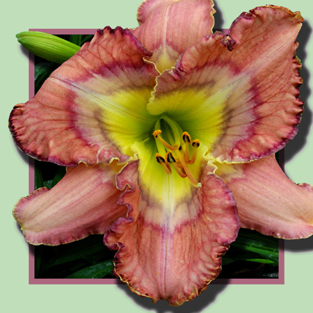 Flying Bandit, Daylily