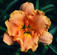 Frazier River Run, Daylily