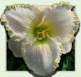 Frosty the Snowman, Daylily