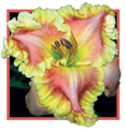 Gary Colby, Daylily