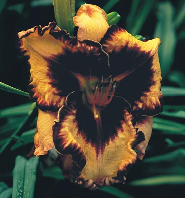 Gavin Petit, Daylily
