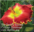 Gilded Scarlet, Daylily