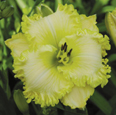 Green Illusion, Daylily