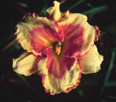 Hearts Abound, Daylily