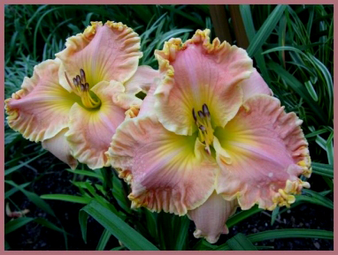 Heavenly Mansion, Daylily