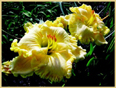 Heaven's Majesty, Daylily