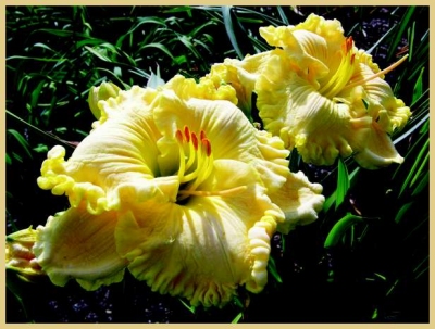 Heaven's Majesty, Daylily