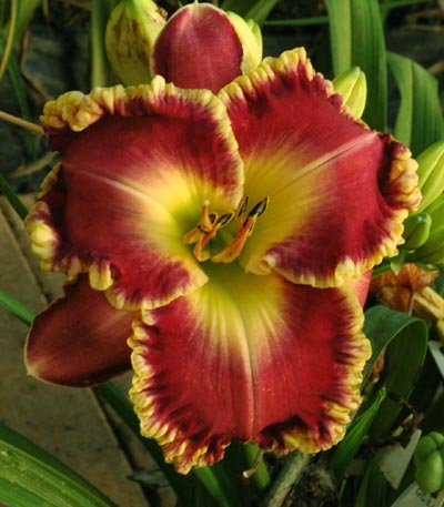 Heline Pressley, Daylily