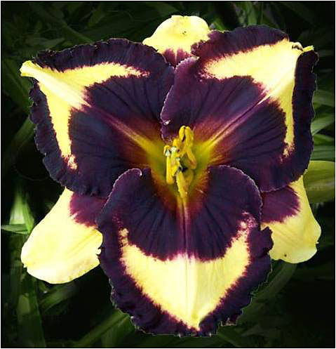 Ivan Attitude, Daylily