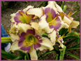 Ivory Finesse, Daylily