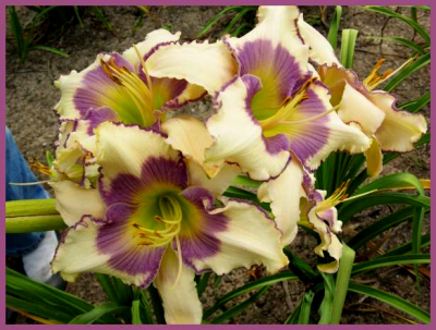 Ivory Finesse, Daylily