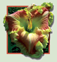 James' Prissy Kristi, Daylily