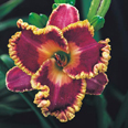 John Peat, Daylily