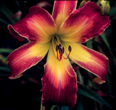 John Spagnola, Daylily