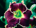 Johnny Cash, Daylily