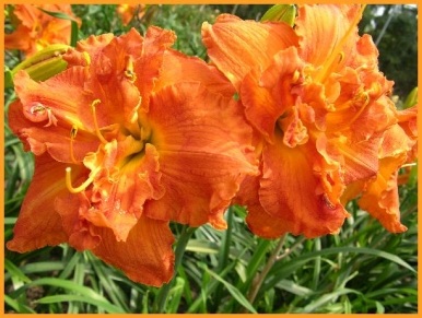 Joy of Life, Daylily