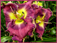 Just As I Am, Daylily