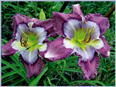 Kaleidoscope Intrigue, Daylily