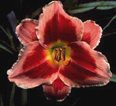 Key to My Heart, Daylily