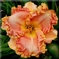 Lake Tahoe Autumn, Daylily