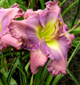 Lavender Exaltation, Daylily