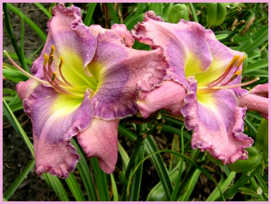 Lavender Exaltation, Daylily