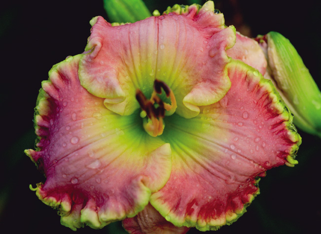 Leslie Renee, Daylily