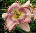 Levis Davis, Daylily